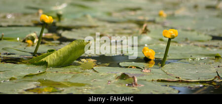 Yellow water-lily (Nuphar lutea) in flower. An aquatic plant in the family Nymphaeaceae, flowering in the River Avon, UK Stock Photo