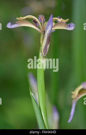 Stinking iris (Iris foetidissima) in flower. A plant in the family Iridaceae in flower in a British woodland Stock Photo