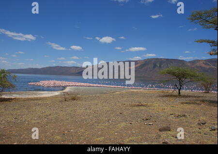 Flamingos or flamingoes on the Lake Bogoria National Reserve, Kenya, Great Rift Valley, Africa Stock Photo