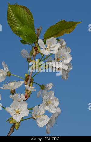 Plum, Pflaume, Kulturpflaume, Kultur-Pflaume, Zwetsche, Zwetschge, Obst, Obstbaum, Blüten, Prunus domestica Stock Photo