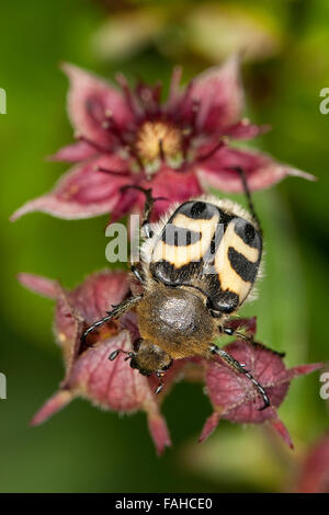 Bee chafer, visiting a flower, Gebänderter Pinselkäfer, Blütenbesuch auf Sumpf-Blutauge, Trichius fasciatus Stock Photo