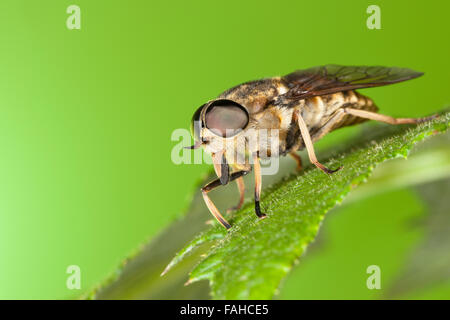 Dark giant horsefly, Giant Horsefly, Pferdebremse, Pferde-Bremse, Bremse, Tabanus sudeticus, taon des Sudètes Stock Photo