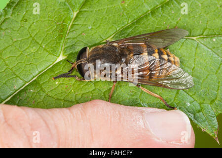 Dark giant horsefly, Giant Horsefly, Pferdebremse, Pferde-Bremse, Bremse, Tabanus sudeticus, taon des Sudètes Stock Photo