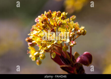 Acer plantanoides, Crimson King, Norway Maple flowers in spring Stock Photo