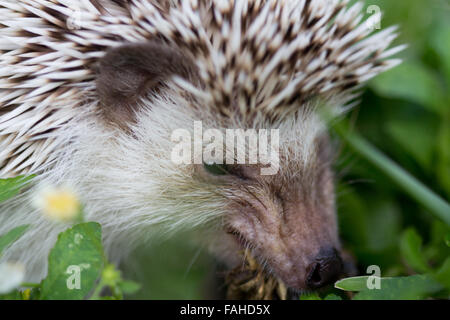 African Pygmy Hedgehog in the grass Stock Photo