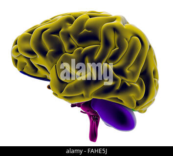 Brain, section, division, cutting parts, anatomy study Stock Photo