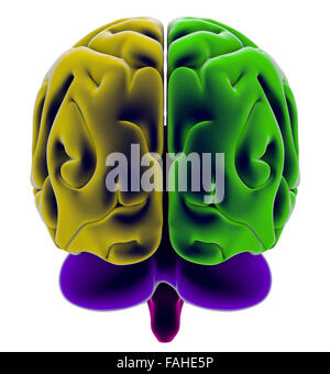 Brain, section, division, cutting parts, anatomy study Stock Photo