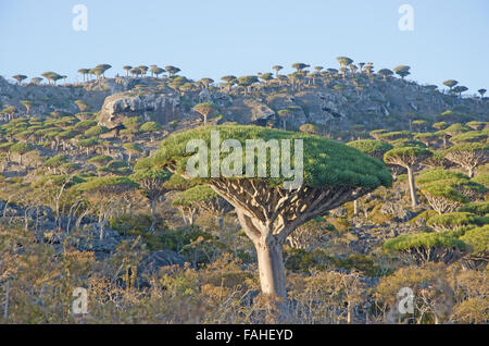 Dragon Blood trees in the protected area of Dixam Plateau, Gulf of Aden, Arabian Sea, Socotra Island, Yemen, unique biodiversity Stock Photo