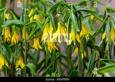 Uvularia grandiflora Large-flowered bellwort or Large merrybells Stock Photo