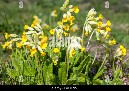 Primula veris. Cowslip flowers Spring garden lawn Stock Photo
