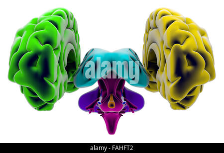 Brain, section, division, cutting parts, anatomy study Stock Photo