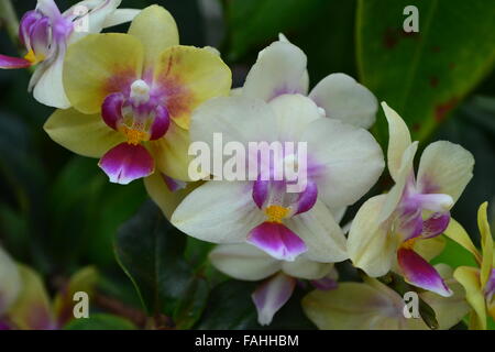 White yellow pink orchids on branch. Several orchid flower on the same branch, one next to the other, with a green background. It is made up of leaves Stock Photo