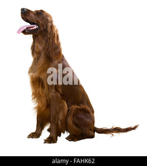 Sitting red setter Isolated over white Stock Photo