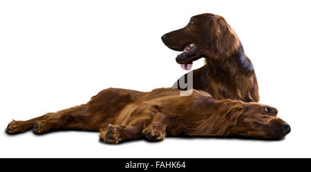 Two Lying Irish Setters. Isolated over white background Stock Photo