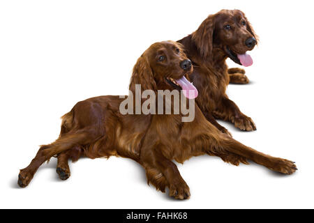 Couple of Irish Setters. Isolated over white Stock Photo