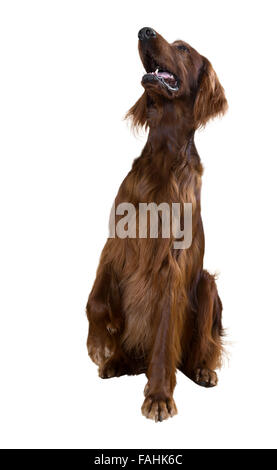 Sitting irish setter Isolated over white  background Stock Photo