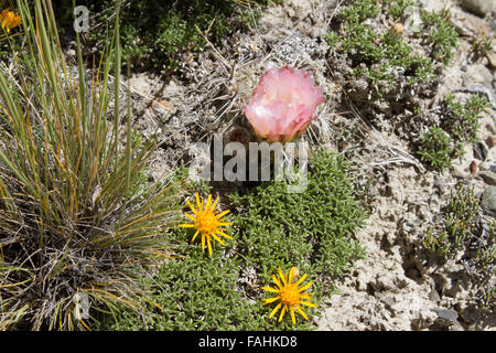 Pink flower blooming on desert cactus at Red Rock Canyon Las Vegas Nevada  Stock Photo - Alamy