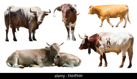 Set of bulls and cows. Isolated over white Stock Photo