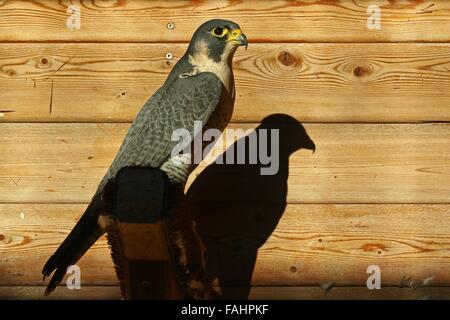 Peregrine Falcon ( Falco peregrinus ) perched in front of wooden cabin Stock Photo