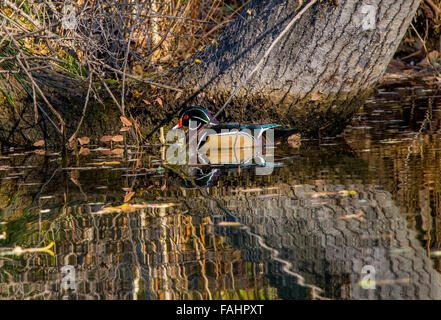 Beautiful Male Wood Duck reflecting in pond, MK Nature Center, Boise, Idaho, USA Stock Photo