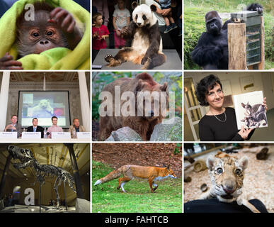 The composite picture shows a series of famous zoo animals in Berlin and animal related events in 2015. (top row, L-R): Urang-Utan baby 'Rieke', stuffed panda bear 'Yan Yan', gorilla 'Ivo' (Picture Handout: Zoo Berlin); (middle row, L-R) The mystery about polar bear 'Knut', brown bear 'Schunte', trial concerning Canadian-Sphinx cat 'Willi'; (bottom row, L-R) T-Rex 'Tristan Otto', fox in a garden and tiger girl 'Alisha'. Photo: Zoo Berlin/dpa Stock Photo