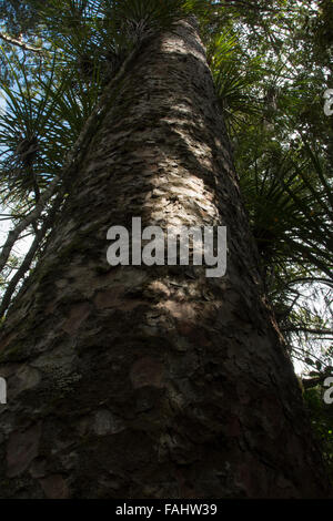 Kauri is a coniferous tree of Araucariaceae in the genus Agathis native to New Zealand with a characteristic bark. Stock Photo