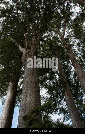 Kauri is a coniferous tree of Araucariaceae in the genus Agathis native to New Zealand with a characteristic bark. Stock Photo