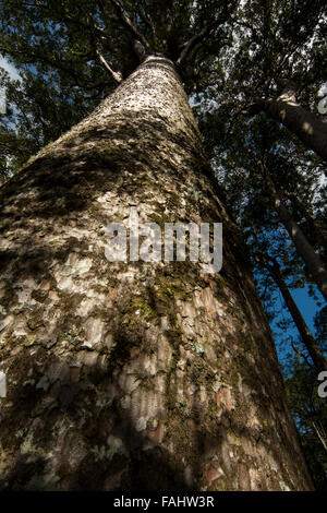 Kauri is a coniferous tree of Araucariaceae in the genus Agathis native to New Zealand with a characteristic bark. Stock Photo