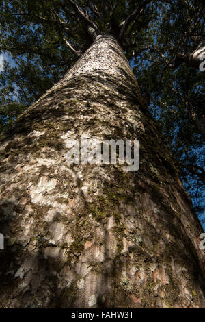 Kauri is a coniferous tree of Araucariaceae in the genus Agathis native to New Zealand with a characteristic bark. Stock Photo