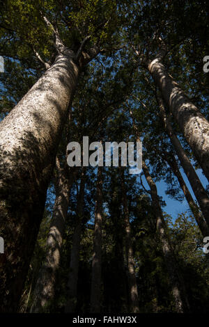 Kauri is a coniferous tree of Araucariaceae in the genus Agathis native to New Zealand with a characteristic bark. Stock Photo