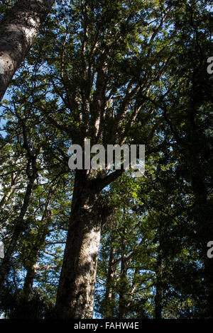 Kauri growing in Puketi Forest in New Zealand's Northland. This coniferous tree grows only in the warmer regions of the country. Stock Photo