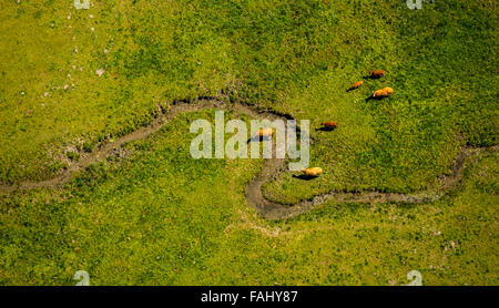 Aerial view, cow paddocks in the upper reaches of the Ruhr, Ruhr valley with pastures, Winterberg, Sauerland, Stock Photo