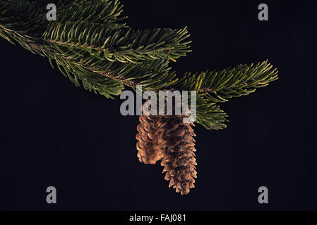 Fresh green fir branch close up with copy space isolated on black background Stock Photo