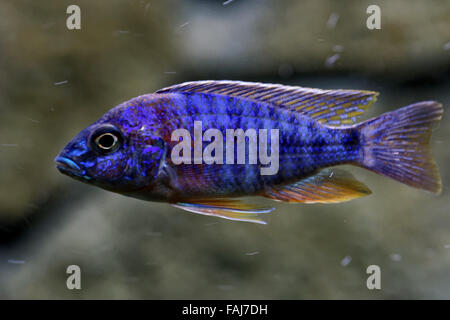 Cichlids are fish from the family Cichlidae in the order Perciformes. Stock Photo