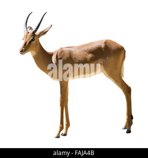 Male impala (Aepyceros melampus).  Isolated on white Stock Photo