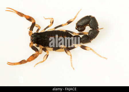 Scorpion, BUTHIDAE Charmus brignolii , Pondichery, India. Rare Stock Photo