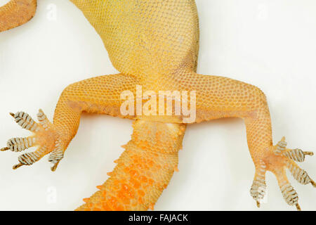 COMMON HOUSE GECKO , Hemidactylus frenatus, NCBS, Bangalore, India Stock Photo