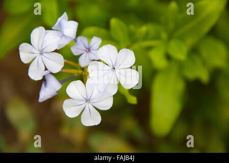 Close up of Plumbago auriculata flowers. Also known as blue plumbago, Cape plumbago or Cape leadwort, Pune, India Stock Photo