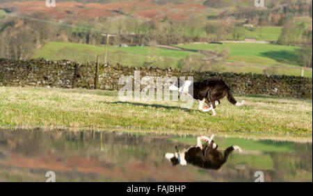 Border collie sheepdog running in flooded field, reflected in water. North Yorkshire, UK Stock Photo