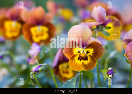 Viola deltini 'Honey Bee'. Stock Photo