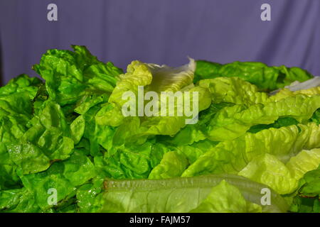 fresh lettuce being prepared for salad Stock Photo