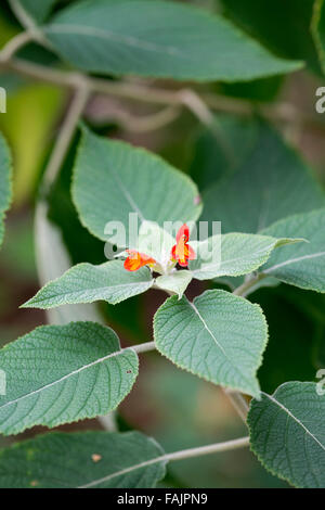 Colquhounia coccinea. Scarlet-flowered colquhounia. Himalayan mint in flower Stock Photo