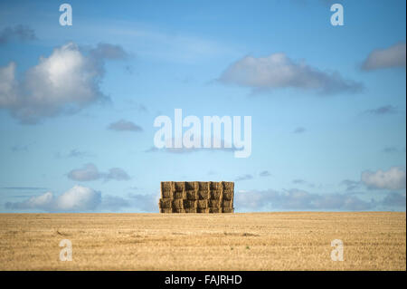 Hay bales after harvest, Northumberland Stock Photo