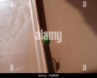 Nymph of green shield bug (Palomena prasina) with shadow on lid of brown wheely bin Stock Photo