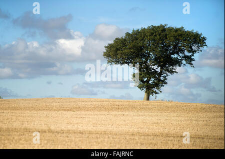 Lone tree in corn field after the harvest Stock Photo