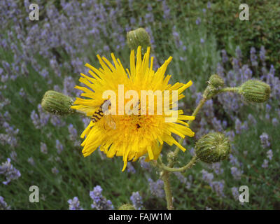 Male hoverfly (Syrphus ribesii) and pollen beetles (Meligethes aeneus) on rough hawksbeard (Crepis biennis) flower Stock Photo