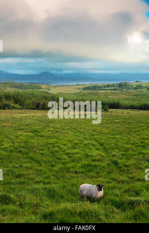 view on Kenmare Bay from R568 and Scottish Blackface in the foreground, Co. Kerry, Ireland Stock Photo