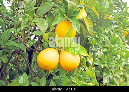 Ripe oranges on an orange tree Stock Photo