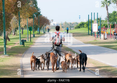 Dog walker hi-res stock photography and images - Alamy