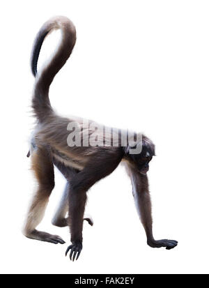 Long-haired spider monkey. Isolated over white Stock Photo